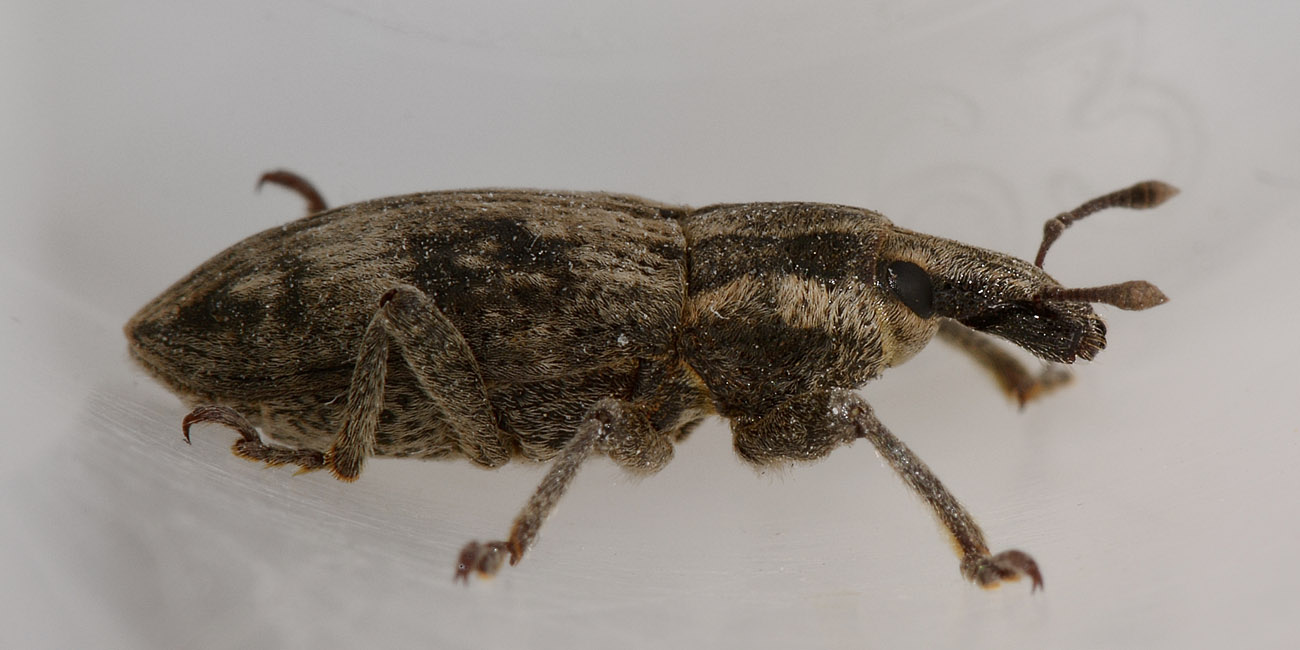 Curculionidae: Mecaspis alternans